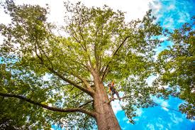 Professional Tree Services in Manawa, WI