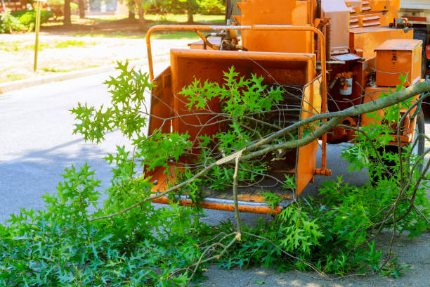 How Our Tree Care Process Works  in  Manawa, WI